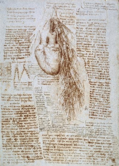 Anatomiestudie: Das Herz und die umgebenden Blutgefäße mit der Lunge von Leonardo da Vinci